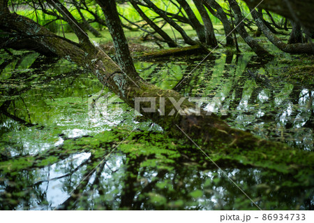 京都市北区上賀茂の新緑の深泥池を撮影 86934733