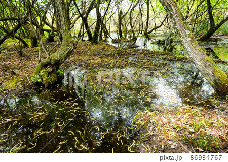 京都市北区上賀茂の新緑の深泥池を撮影 86934767