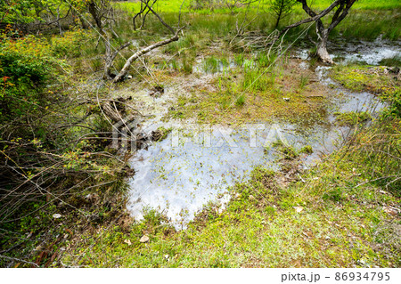 京都市北区上賀茂の新緑の深泥池を撮影 86934795