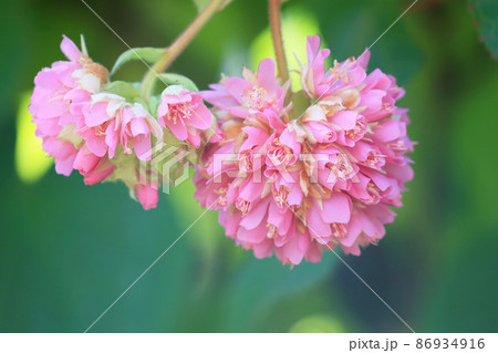 ドンベアワリッキー 86934916