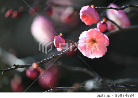 梅の花(鴛鴦)の写真素材 [86934934] - PIXTA 