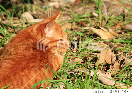 草むらで眠る猫の写真　　日本　アジア 86935543