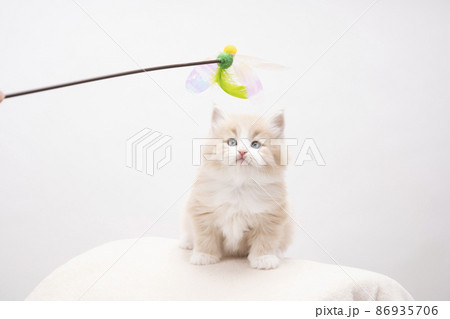 猫じゃらしと子猫 86935706