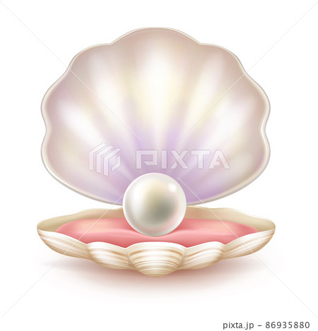 Precious pearl in opened shell realistic vector 86935880