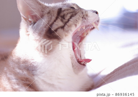 大あくびをするトラ猫の顔のアップ 大あくびをするトラ猫の顔のアップ 86936145