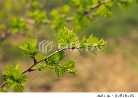 Young shoots is Hawthorn, Latin Crataegus, is a genius of deciduous, belonging to the Rosaceae family. Decorative and medicinal plant, honey plant. Young shoots is Hawthorn, Latin Crataegus, is a genius of deciduous, belonging to the Rosaceae family. Decorative and medicinal plant, honey plant. 86936539
