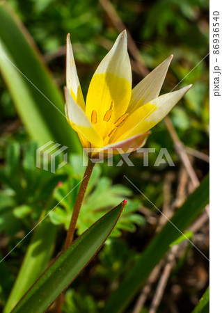Yellow and White Tulip Tarda blossoming in garden on natural background. Yellow and White Tulip Tarda blossoming in garden on natural background. 86936540