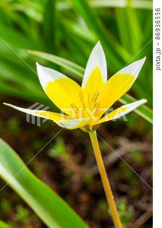 Yellow and White Tulip Tarda blossoming in garden on natural background. Yellow and White Tulip Tarda blossoming in garden on natural background. 86936556