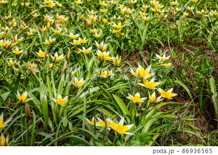 Flower bed in the park with lots of yellow and white flowers tulips tarda in spring. Flower bed in the park with lots of yellow and white flowers tulips tarda in spring. 86936565