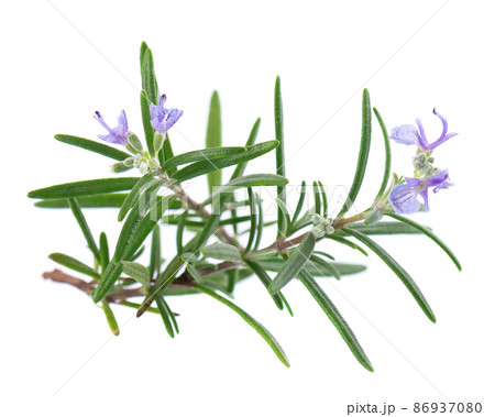Sprig rosemary with flower isolated on white background. Fresh rosemary branch. Sprig rosemary with flower isolated on white background. Fresh rosemary branch. 86937080
