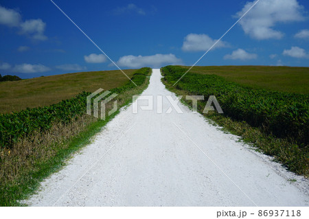 貝殻の道路 貝殻の道路 86937118
