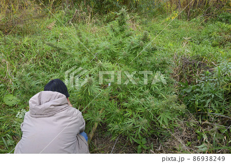 Man grower cultivating cannabis bush growing in the field, buds flowering 86938249