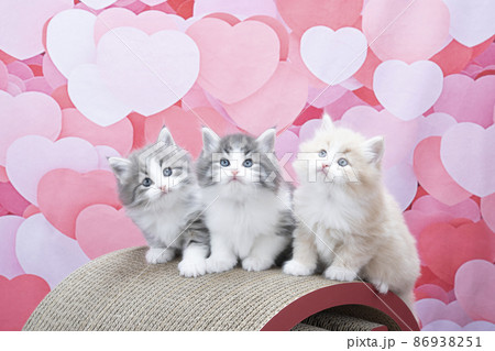 ハートのバックと3匹の子猫(ノルウェージャンフォレストキャット) ハートのバックと3匹の子猫(ノルウェージャンフォレストキャット) 86938251