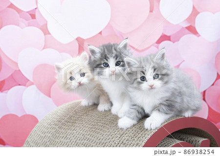 ハートのバックと3匹の子猫(ノルウェージャンフォレストキャット) ハートのバックと3匹の子猫(ノルウェージャンフォレストキャット) 86938254