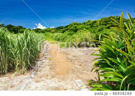 サトウキビ畑と道 86938289