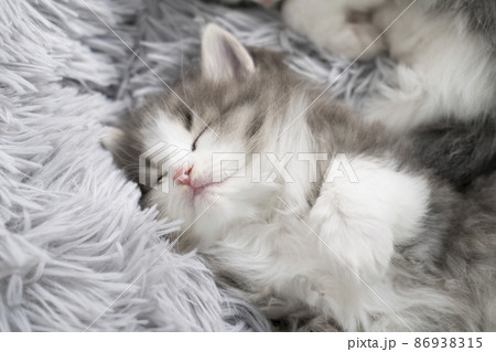 ふかふかのベッドで眠る仔猫（ノルウェージャンフォレストキャット） 86938315