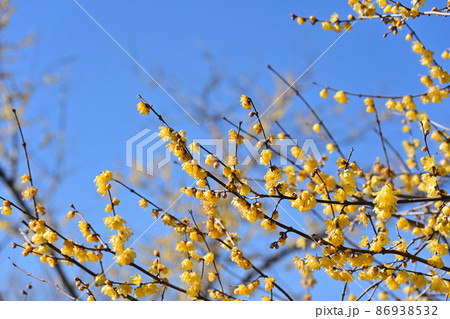 冬空の蝋梅 86938532
