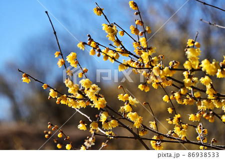 ろうばいの木 86938533