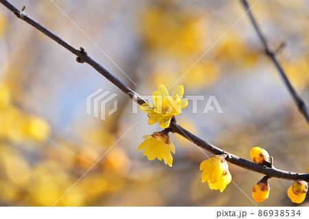 ロウバイの黄色 86938534