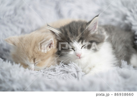 ふかふかのベッドで眠る2匹の仔猫（ノルウェージャンフォレストキャット） 86938660