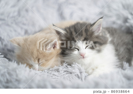 ふかふかのベッドで眠る2匹の仔猫（ノルウェージャンフォレストキャット） 86938664