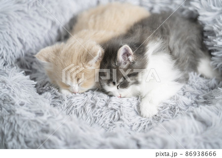 ふかふかのベッドで眠る2匹の仔猫（ノルウェージャンフォレストキャット） 86938666