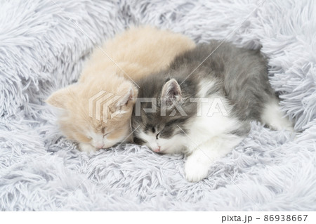 ふかふかのベッドで眠る2匹の仔猫（ノルウェージャンフォレストキャット） 86938667