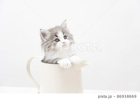 水差しに入ったノルウェージャンフォレストキャットの子猫 86938669