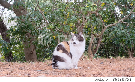 目つきが悪い三毛猫 86939752