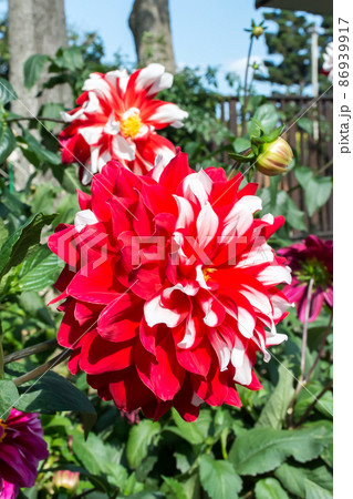 花 フラワー お花 86939917
