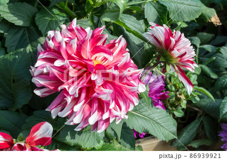 花 フラワー お花 86939921