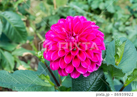 花 フラワー お花 86939922