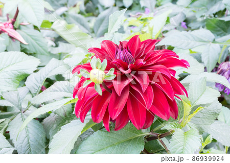花 フラワー お花 86939924