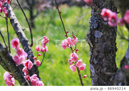 和泉リサイクル環境公園　梅園 86940214