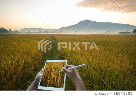 Asian farmer using tablet for research leaves of rice in organic farm field. 86941209