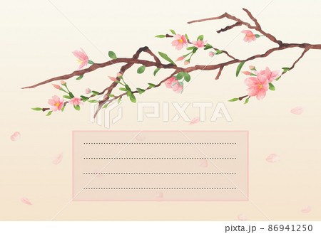 Watercolor sakura blossom illustration on lined place for text. Cherry blossom message card Watercolor sakura blossom illustration on lined place for text. Cherry blossom message card 86941250