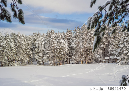 Splendid scenery in winter. Fantastic frosty morning in forest. snow-cowered pine trees under sunlight. Fantastic mountain highland. Amazing winter background. Wonderful Christmas Scene 86941470