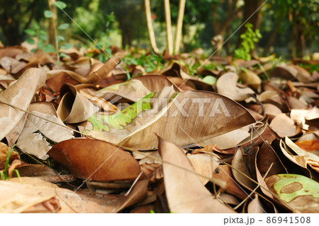 fallen dry leaves on ground close up fallen dry leaves on ground close up 86941508