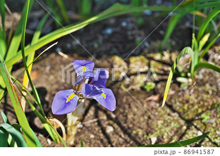 青いカンザキアヤメの花（冬） 86941587