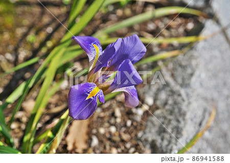 青いカンザキアヤメの花（冬） 86941588