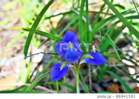 青いカンザキアヤメの花(冬) 青いカンザキアヤメの花(冬) 86941591