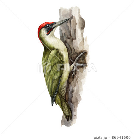 Woodpecker Bird On A Tree Watercolor Realistic Stock Illustration