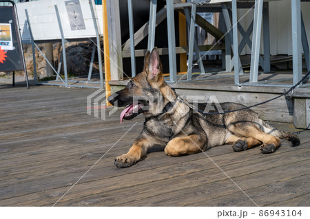 A four month old German Shepherd puppy lay down on a wooden deck 86943104