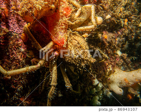 A closeup picture of Ascidiacea, commonly known as the ascidians or sea squirts and a spider crab. Picture from the Weather Islands, Skagerack Sea, Sweden 86943107