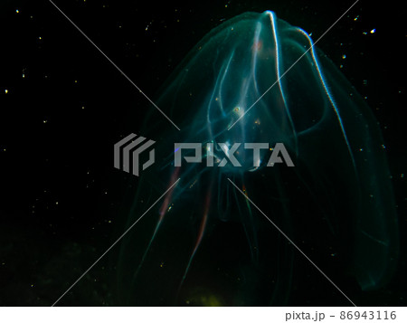 Sea walnut or comb jellyfish, Mnemiopsis leidyi. This is an invasive species in the Sound, the stretch of waters between Sweden and Denmark 86943116