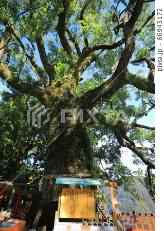 【和歌山県】熊野那智大社の樟霊社　大樟（胎内くぐり） 86943172