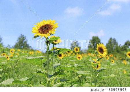 夏のひまわり 86943943