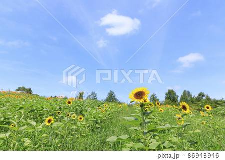 夏のひまわり 86943946