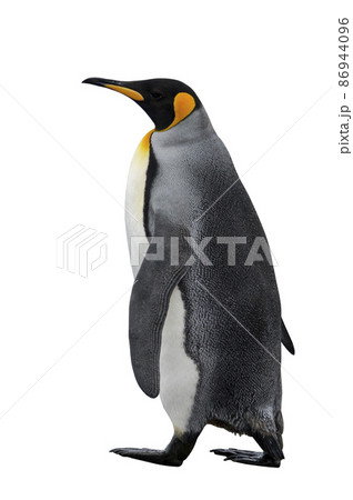 King penguin isolated on white 86944096