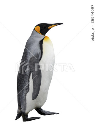 King penguin isolated on white 86944097